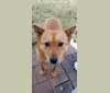 Indie, a Japanese or Korean Village Dog tested with EmbarkVet.com