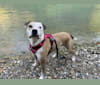 Sazerac, a Staffordshire Terrier and Australian Cattle Dog mix tested with EmbarkVet.com