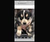 Rasha Rohan, a Siberian Husky and German Shepherd Dog mix tested with EmbarkVet.com