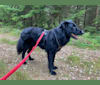 Abel, an European Village Dog tested with EmbarkVet.com