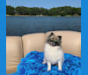 Skyler, a Pomeranian and Rat Terrier mix tested with EmbarkVet.com