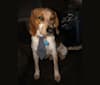 Photo of Heath, a Beagle, Australian Cattle Dog, Treeing Walker Coonhound, and Dachshund mix in Norfolk, Virginia, USA