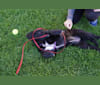 Leela, an Australian Shepherd and Labrador Retriever mix tested with EmbarkVet.com