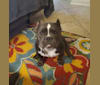 Photo of Lucas, an American Bully  in Houston, TX, USA