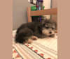 Kylo Ren, a Pomeranian and Poodle (Small) mix tested with EmbarkVet.com