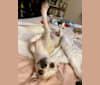 Ferb, a Chihuahua and Shih Tzu mix tested with EmbarkVet.com