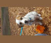 Belle, a Great Pyrenees and Australian Cattle Dog mix tested with EmbarkVet.com