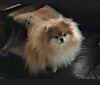 Mini, a Pomeranian tested with EmbarkVet.com