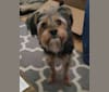 Nash, a Biewer Terrier tested with EmbarkVet.com