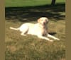 Po, a Labrador Retriever tested with EmbarkVet.com