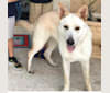 Photo of Lucy, a German Shepherd Dog  in Miami, Florida, USA