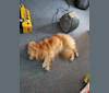 Photo of Scout, a German Shepherd Dog, Great Pyrenees, Chow Chow, and Mixed mix in Taos, New Mexico, USA