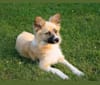 Siren, an American Eskimo Dog and American Pit Bull Terrier mix tested with EmbarkVet.com