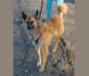 Linda, an Arabian Village Dog and German Shepherd Dog mix tested with EmbarkVet.com