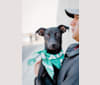 Crow, a Chihuahua and Rat Terrier mix tested with EmbarkVet.com
