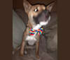 Seger, a New Guinea Singing Dog tested with EmbarkVet.com