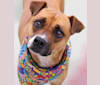 Photo of Pocket, a Boxer, Australian Cattle Dog, and Chinese Shar-Pei mix in Denver, Colorado, USA