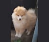 Pomsky Bandits' Saya, a Pomeranian and Siberian Husky mix tested with EmbarkVet.com
