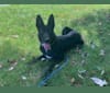 Morgan, a German Shepherd Dog and Siberian Husky mix tested with EmbarkVet.com