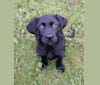 Grace, a Labrador Retriever tested with EmbarkVet.com