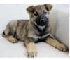 Loki, a German Shepherd Dog and Rottweiler mix tested with EmbarkVet.com
