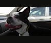Venus, a Boston Terrier tested with EmbarkVet.com