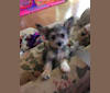 Shadow, a Chihuahua and Poodle (Small) mix tested with EmbarkVet.com