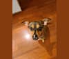 Dalai Nala, a Chihuahua and Miniature Pinscher mix tested with EmbarkVet.com