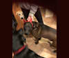 Sam, a Redbone Coonhound and Labrador Retriever mix tested with EmbarkVet.com