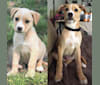 Gus, a Labrador Retriever and American Pit Bull Terrier mix tested with EmbarkVet.com