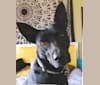 Oscar Wild, a Formosan Mountain Dog tested with EmbarkVet.com