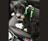 Dakota, a Rottweiler and Poodle (Small) mix tested with EmbarkVet.com