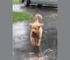 Jackson, a Goldendoodle tested with EmbarkVet.com