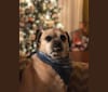 Photo of Zeus, a Pug and Rat Terrier mix in Bloomfield Twp, Michigan, USA