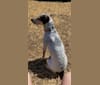 Jango, a Treeing Walker Coonhound and Shetland Sheepdog mix tested with EmbarkVet.com