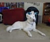 Banshee, a Siberian Husky tested with EmbarkVet.com