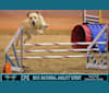 Elsa, a Labrador Retriever tested with EmbarkVet.com
