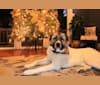 Roscoe, a Great Pyrenees and Anatolian Shepherd Dog mix tested with EmbarkVet.com