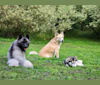 Duchess Lilly Puff Brown, a Keeshond tested with EmbarkVet.com
