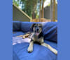 Cash, a German Shepherd Dog and Redbone Coonhound mix tested with EmbarkVet.com