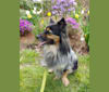 Quigley, an Australian Cattle Dog and Saint Bernard mix tested with EmbarkVet.com