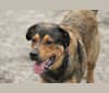Cooper, a Great Pyrenees and Rottweiler mix tested with EmbarkVet.com