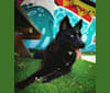 Spock, a German Shepherd Dog and Chow Chow mix tested with EmbarkVet.com
