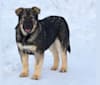 Kodiak, a German Shepherd Dog and Alaskan Malamute mix tested with EmbarkVet.com