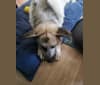 Zaza, a German Shepherd Dog and Posavac Hound mix tested with EmbarkVet.com
