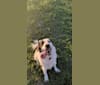 Annie, a Labrador Retriever and Border Collie mix tested with EmbarkVet.com