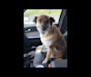 Princess Olivia Jane, a Siberian Husky and Chow Chow mix tested with EmbarkVet.com