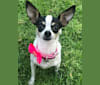 Luna, a Chihuahua and Papillon mix tested with EmbarkVet.com