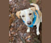 Max, an Arabian Village Dog tested with EmbarkVet.com