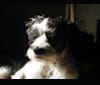Viola, a Cocker Spaniel and Yorkshire Terrier mix tested with EmbarkVet.com